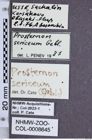Etiketten zu Prosternon sericeum (NHMW-ZOO-COL-0008645)